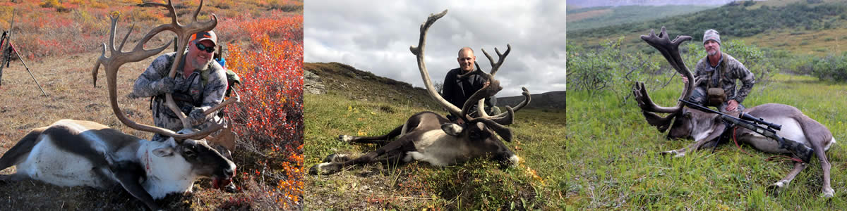 Large Caribou Alaska Hunting - Ram Aviation
