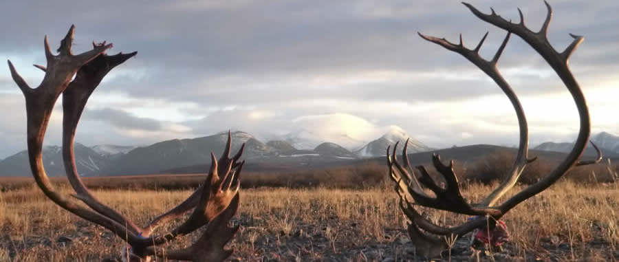 Ram Aviation Scenic Caribou Antlers